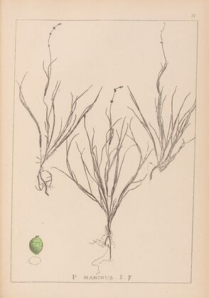 Herbier de la flore française Pl.1087