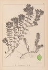 Herbier de la flore française Pl.1088