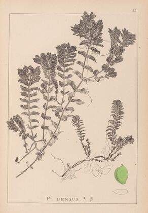 Herbier de la flore française Pl.1088
