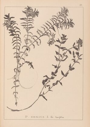 Herbier de la flore française Pl.1089