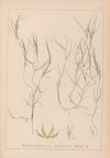 Herbier de la flore française Pl.1090