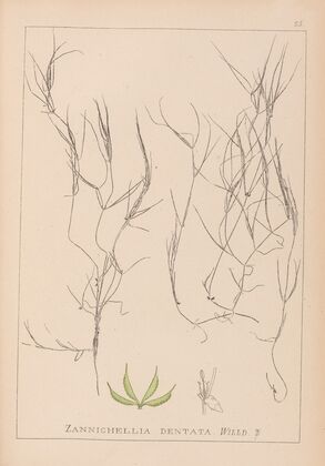 Herbier de la flore française Pl.1090