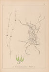 Herbier de la flore française Pl.1091
