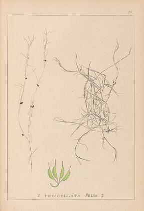 Herbier de la flore française Pl.1091