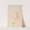 Herbier de la flore française Pl.1091 by Louis Antoine Cusin