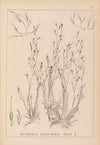 Herbier de la flore française Pl.1092