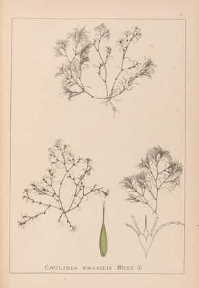 Herbier de la flore française Pl.1093