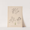 Herbier de la flore française Pl.1093 by Louis Antoine Cusin