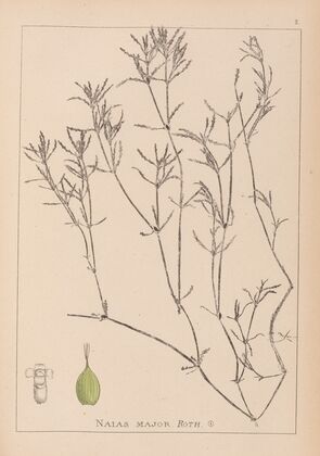 Herbier de la flore française Pl.1094
