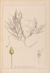 Herbier de la flore française Pl.1095