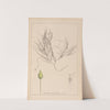 Herbier de la flore française Pl.1095 by Louis Antoine Cusin