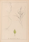 Herbier de la flore française Pl.1097