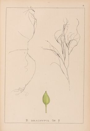 Herbier de la flore française Pl.1097
