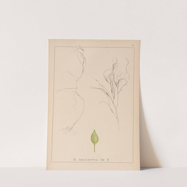 Herbier de la flore française Pl.1097 by Louis Antoine Cusin