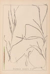 Herbier de la flore française Pl.1098