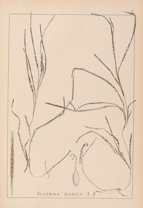 Herbier de la flore française Pl.1098