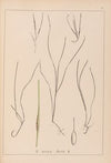 Herbier de la flore française Pl.1099
