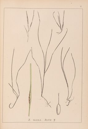 Herbier de la flore française Pl.1099