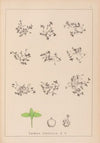 Herbier de la flore française Pl.1100
