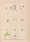 Herbier de la flore française Pl.1101