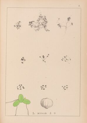 Herbier de la flore française Pl.1101