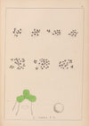 Herbier de la flore française Pl.1102