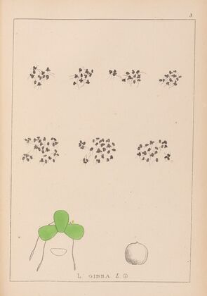 Herbier de la flore française Pl.1102