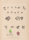 Herbier de la flore française Pl.1103