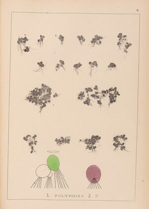Herbier de la flore française Pl.1103