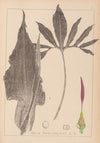 Herbier de la flore française Pl.1104