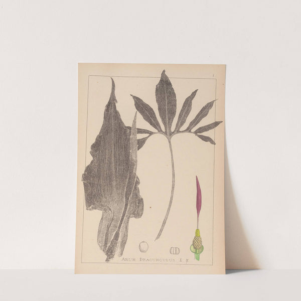 Herbier de la flore française Pl.1104 (1867-1876) by Louis Antoine Cusin