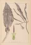 Herbier de la flore française Pl.1105