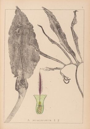 Herbier de la flore française Pl.1105