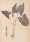 Herbier de la flore française Pl.1106