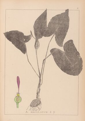 Herbier de la flore française Pl.1106