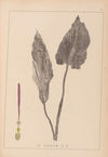 Herbier de la flore française Pl.1108