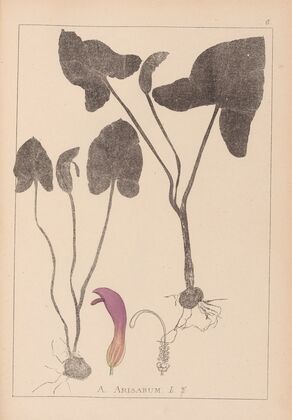 Herbier de la flore française Pl.1109
