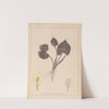 Herbier de la flore française Pl.1110 (1867-1876) by Louis Antoine Cusin
