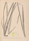 Herbier de la flore française Pl.1111