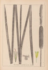 Herbier de la flore française Pl.1112