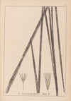 Herbier de la flore française Pl.1113
