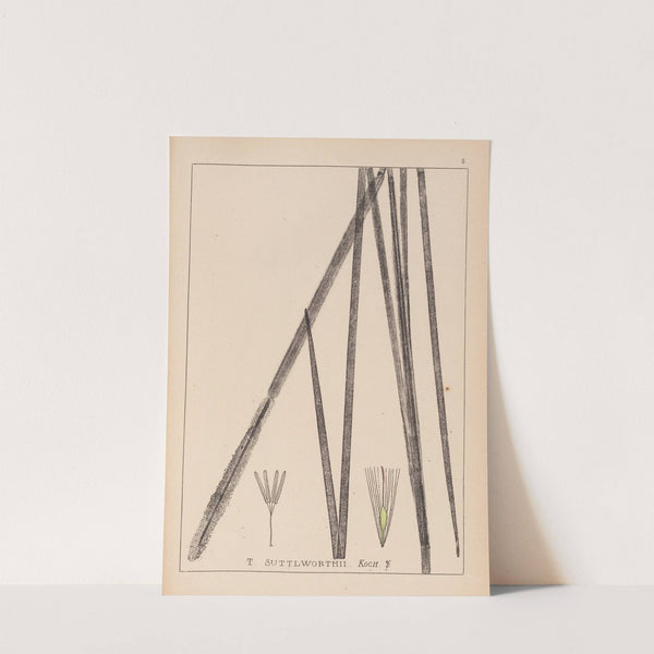 Herbier de la flore française Pl.1113 (1867-1876) by Louis Antoine Cusin