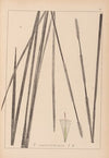 Herbier de la flore française Pl.1114