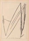Herbier de la flore française Pl.1115