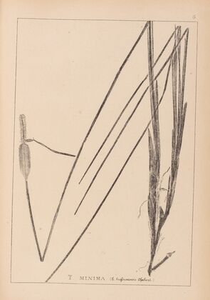 Herbier de la flore française Pl.1115