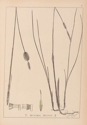 Herbier de la flore française Pl.1116