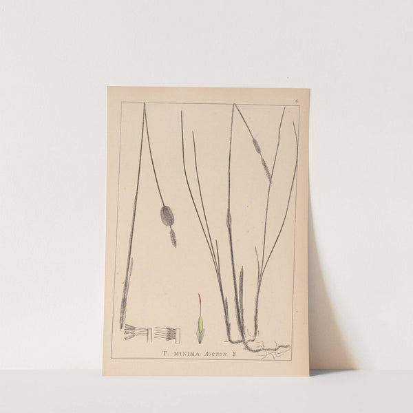 Herbier de la flore française Pl.1116 (1867-1876) by Louis Antoine Cusin