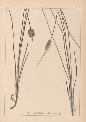 Herbier de la flore française Pl.1117
