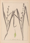 Herbier de la flore française Pl.1119