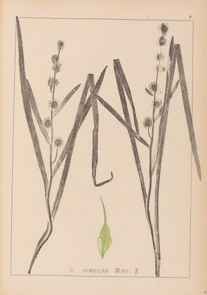 Herbier de la flore française Pl.1119